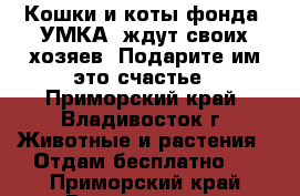 Кошки и коты фонда “УМКА“ ждут своих хозяев! Подарите им это счастье - Приморский край, Владивосток г. Животные и растения » Отдам бесплатно   . Приморский край,Владивосток г.